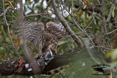 _MG_9216 Coopers Hawk.jpg