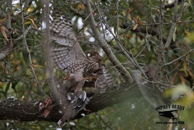 _MG_9217 Coopers Hawk.jpg