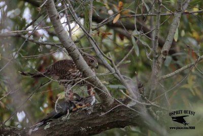 _MG_9236 Coopers Hawk.jpg