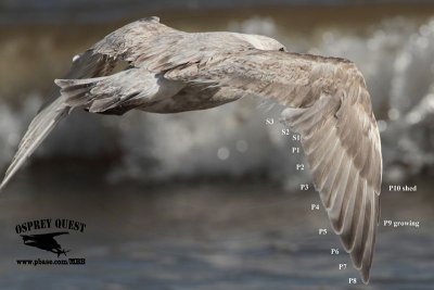 _MG_9572 Thayer's Gull?.jpg