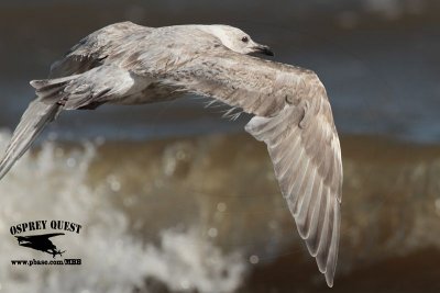 _MG_9574 Thayer's Gull?.jpg
