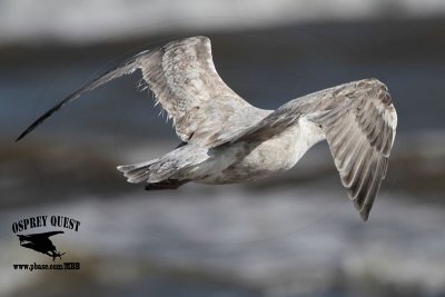 _MG_9576 Thayer's Gull?.jpg