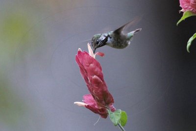 _MG_0919 Calliope Hummingbird.jpg