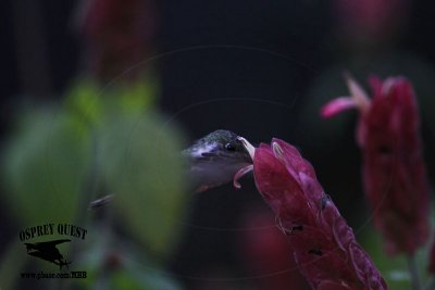_MG_0942 Calliope Hummingbird.jpg