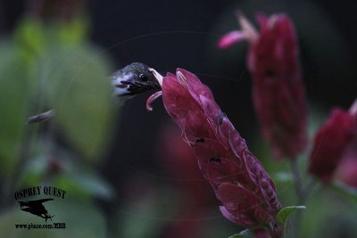 _MG_0944 Calliope Hummingbird.jpg