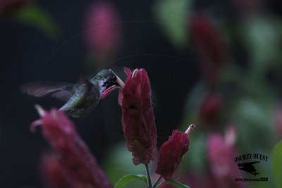 _MG_0958 Calliope Hummingbird.jpg