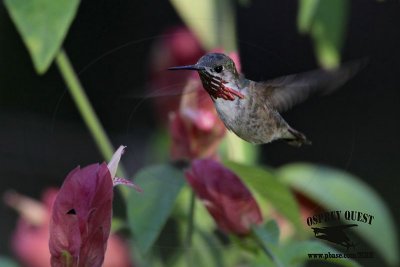 _MG_1676 Calliope Hummingbird.jpg