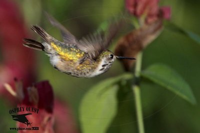 Calliope Hummingbird November 26-28, 2012