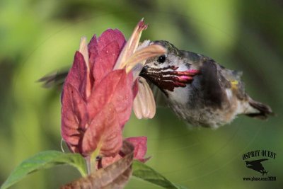 _MG_1741 Calliope Hummingbird.jpg