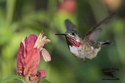 _MG_1745 Calliope Hummingbird.jpg