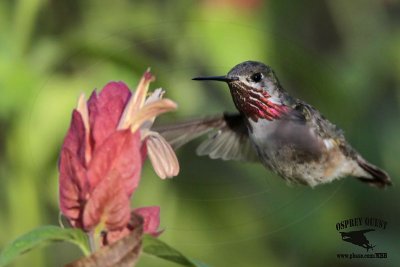 _MG_1748 Calliope Hummingbird.jpg