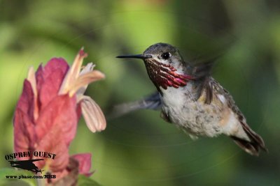 _MG_1749 Calliope Hummingbird.jpg