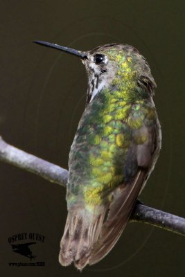 _MG_8787 Calliope Hummingbird.jpg