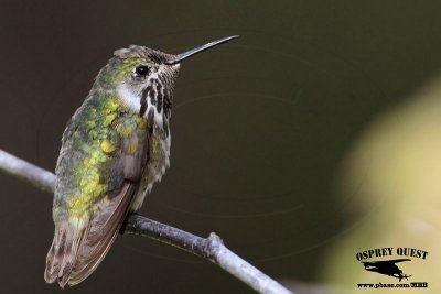 _MG_8825 Calliope Hummingbird.jpg