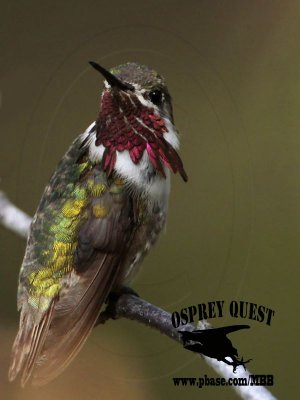 _MG_8860 Calliope Hummingbird.jpg