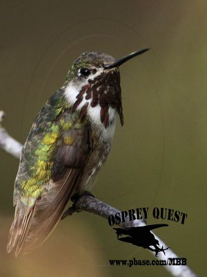 _MG_8861 Calliope Hummingbird.jpg