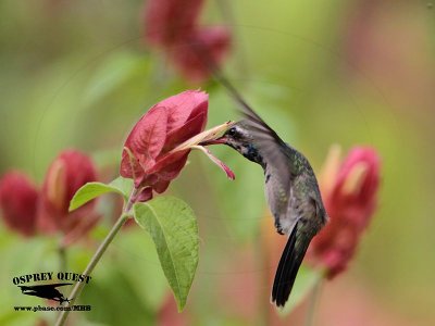 _MG_0100 Broad-billed Hummingbird.jpg