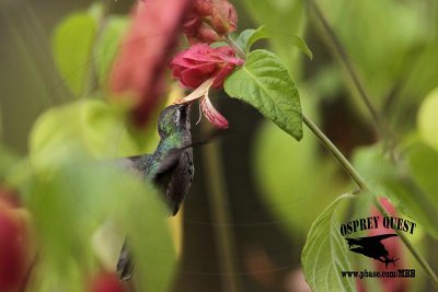 _MG_0119 Broad-billed Hummingbird.jpg