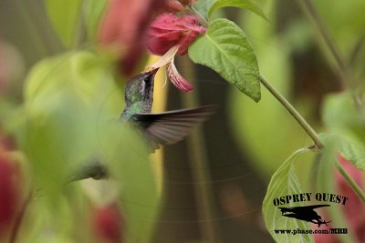 _MG_0121 Broad-billed Hummingbird.jpg