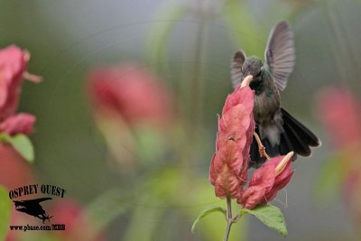 _MG_0155 Broad-billed Hummingbird.jpg