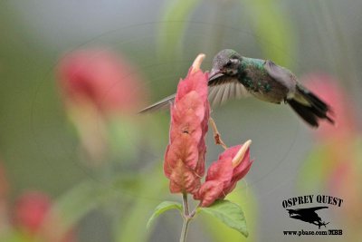_MG_0161 Broad-billed Hummingbird.jpg