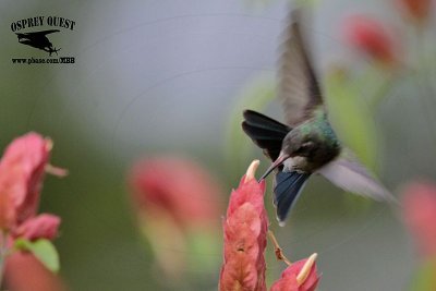 _MG_0163 Broad-billed Hummingbird.jpg