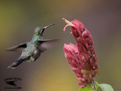 _MG_0185 Broad-billed Hummingbird.jpg