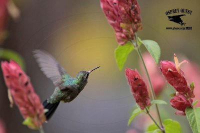 _MG_0192 Broad-billed Hummingbird.jpg
