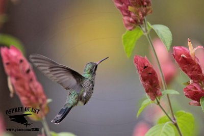 _MG_0194 Broad-billed Hummingbird.jpg