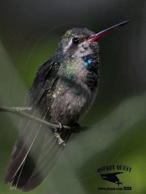 _MG_2183 Broad-billed Hummingbird.jpg