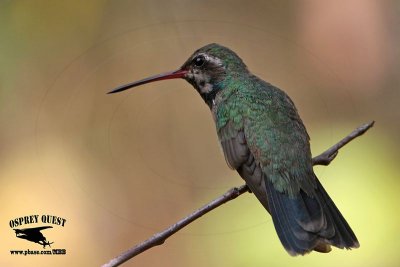 _MG_8601 Broad-billed Hummingbird.jpg