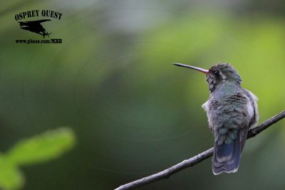 _MG_9904 Broad-billed Hummingbird.jpg