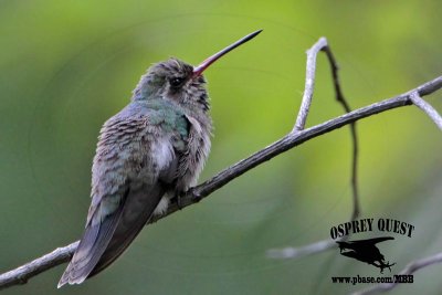_MG_9923 Broad-billed Hummingbird.jpg