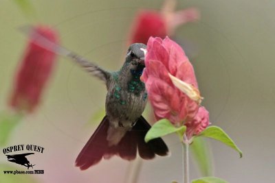 _MG_9950 Broad-billed Hummingbird.jpg