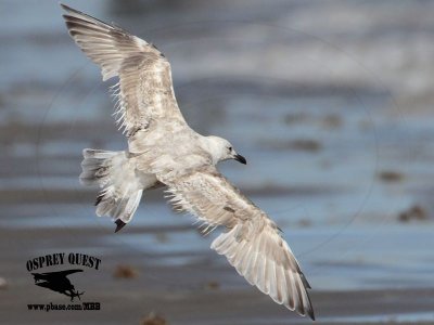 _MG_9433 Thayers Gull?.jpg