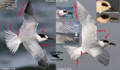Common vs. Forster’s Tern - diagnostic traits during November in Texas