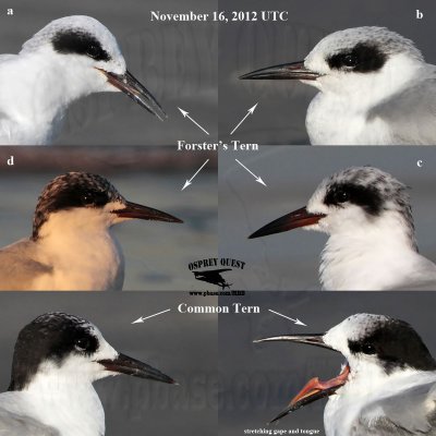 FOTE vs COTE Nov 16  head patterns.jpg