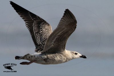 _MG_7598 Great Black-backed Gull.jpg