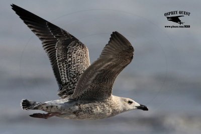 _MG_7601 Great Black-backed Gull.jpg