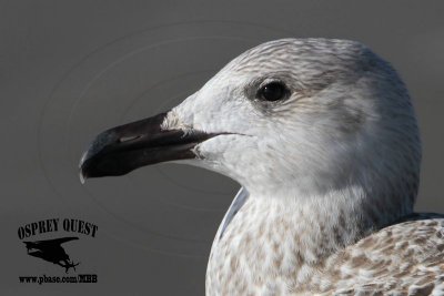 Great Black-backed Gull 1cy - Follet’s Island, UTC - December 3, 2012
