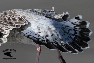 _MG_8457 Great Black-backed Gull.jpg