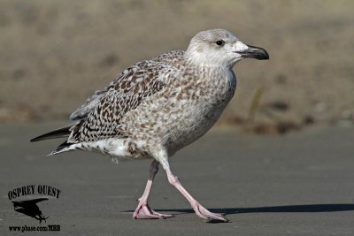 _MG_8758 Great Black-backed Gull.jpg