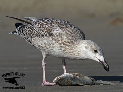 _MG_8906 Great Black-backed Gull.jpg