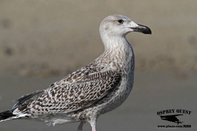 _MG_8968 Great Black-backed Gull.jpg