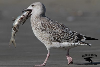 _MG_9267 Great Black-backed Gull.jpg