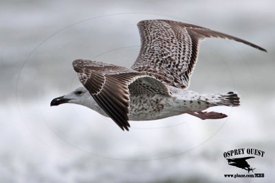 _MG_0041 Great Black-backed Gull 1cy.jpg