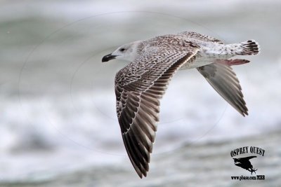 _MG_0043 Great Black-backed Gull 1cy.jpg