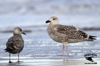 _MG_9886 Great Black-backed Gull 1cy.jpg