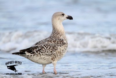 _MG_9950 Great Black-backed Gull 1cy.jpg