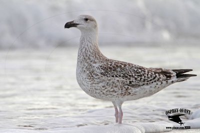 _MG_9999 Great Black-backed Gull 1cy.jpg